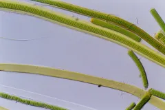 spindles of magnified green algae