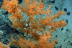 : Black corals often resemble bushes or trees. Their living tissue can be one of several colors. It’s the skeleton that is black.
