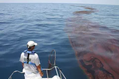 A wildlife biologist surveys oiled algae