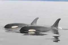 Two Southern Resident killer whales.