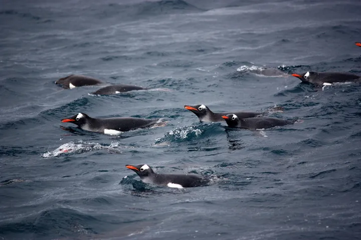 A group of swimming gentoo penguins.