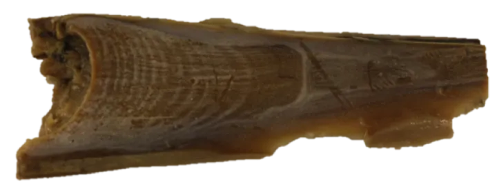 An unidentified earplug from the National Museum of Natural History collection.